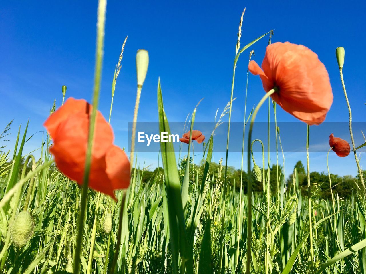 CLOSE-UP OF DAY LILY BLOOMING IN FIELD