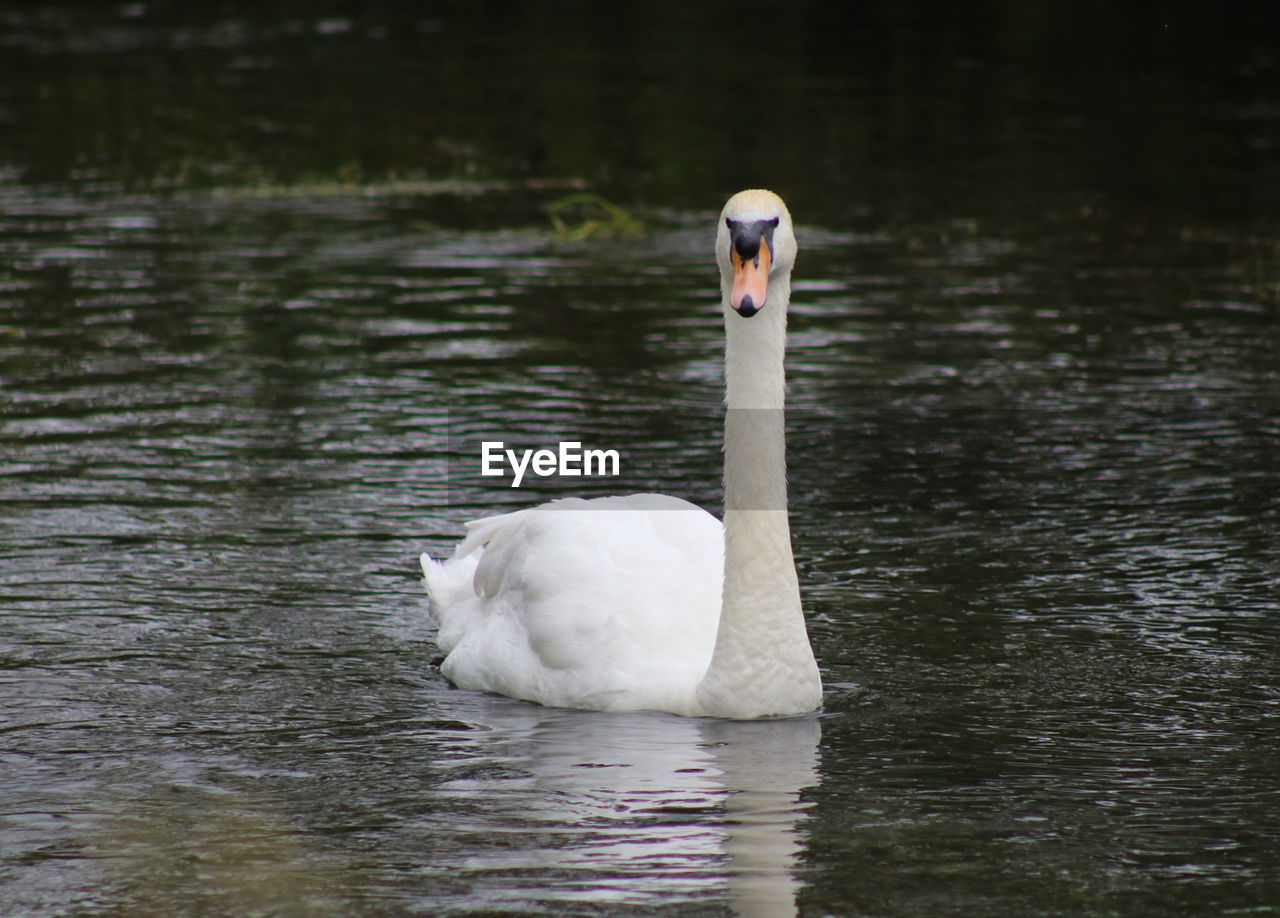 VIEW OF SWAN IN LAKE