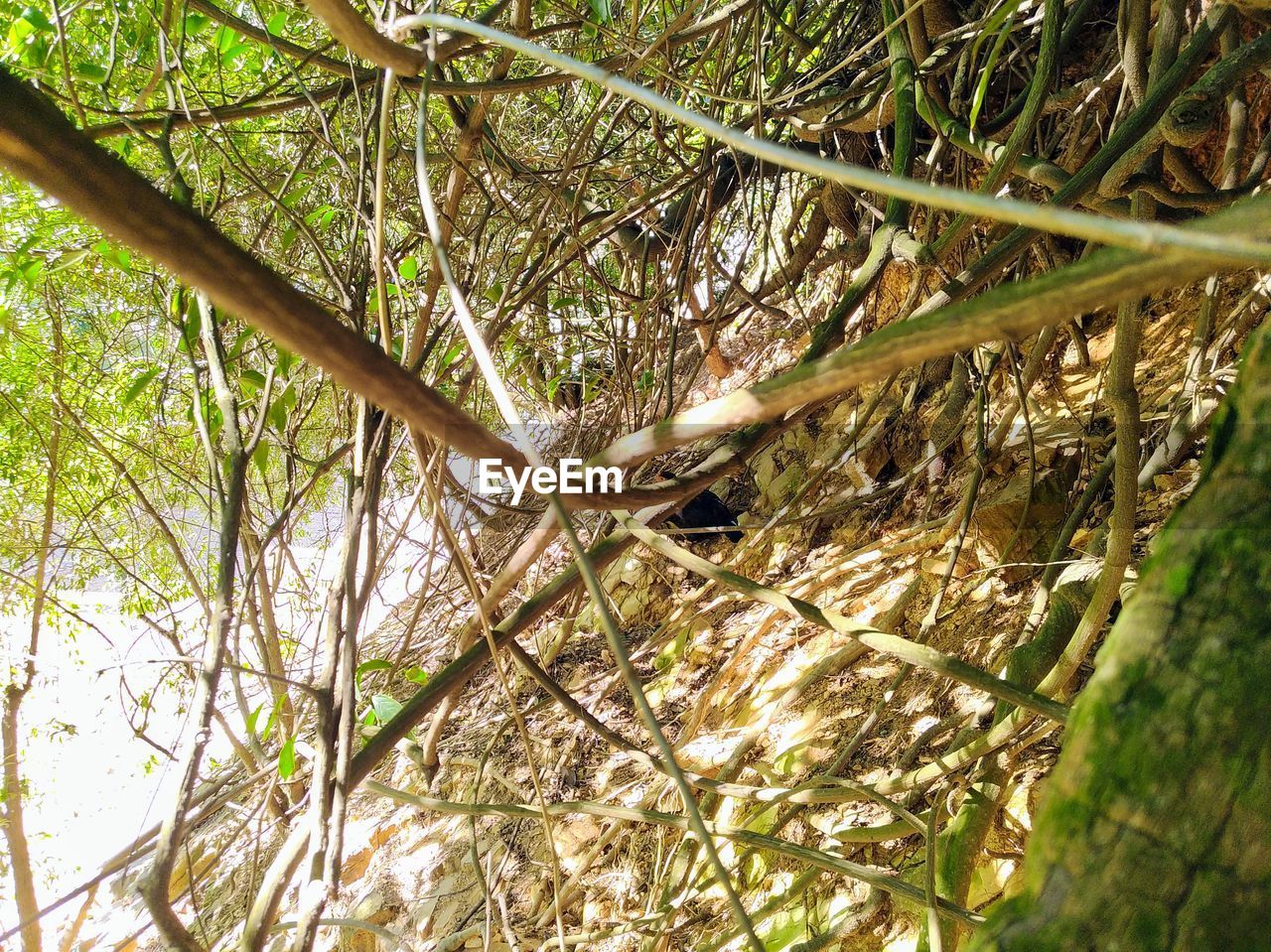 CLOSE-UP OF A LIZARD ON TREE