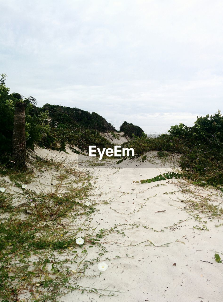 Sand dune at beach