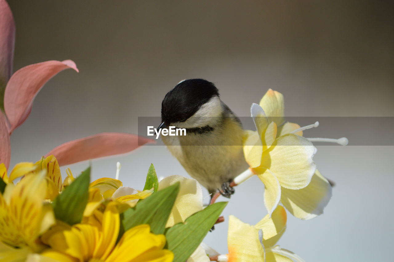 flower, animal themes, flowering plant, animal, yellow, bird, plant, animal wildlife, beauty in nature, freshness, one animal, nature, wildlife, petal, flower head, close-up, fragility, no people, springtime, eating, growth, outdoors, macro photography, perching, beak, focus on foreground