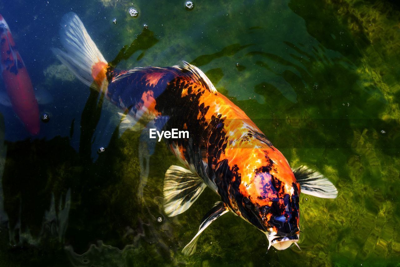 FISHES SWIMMING IN LAKE