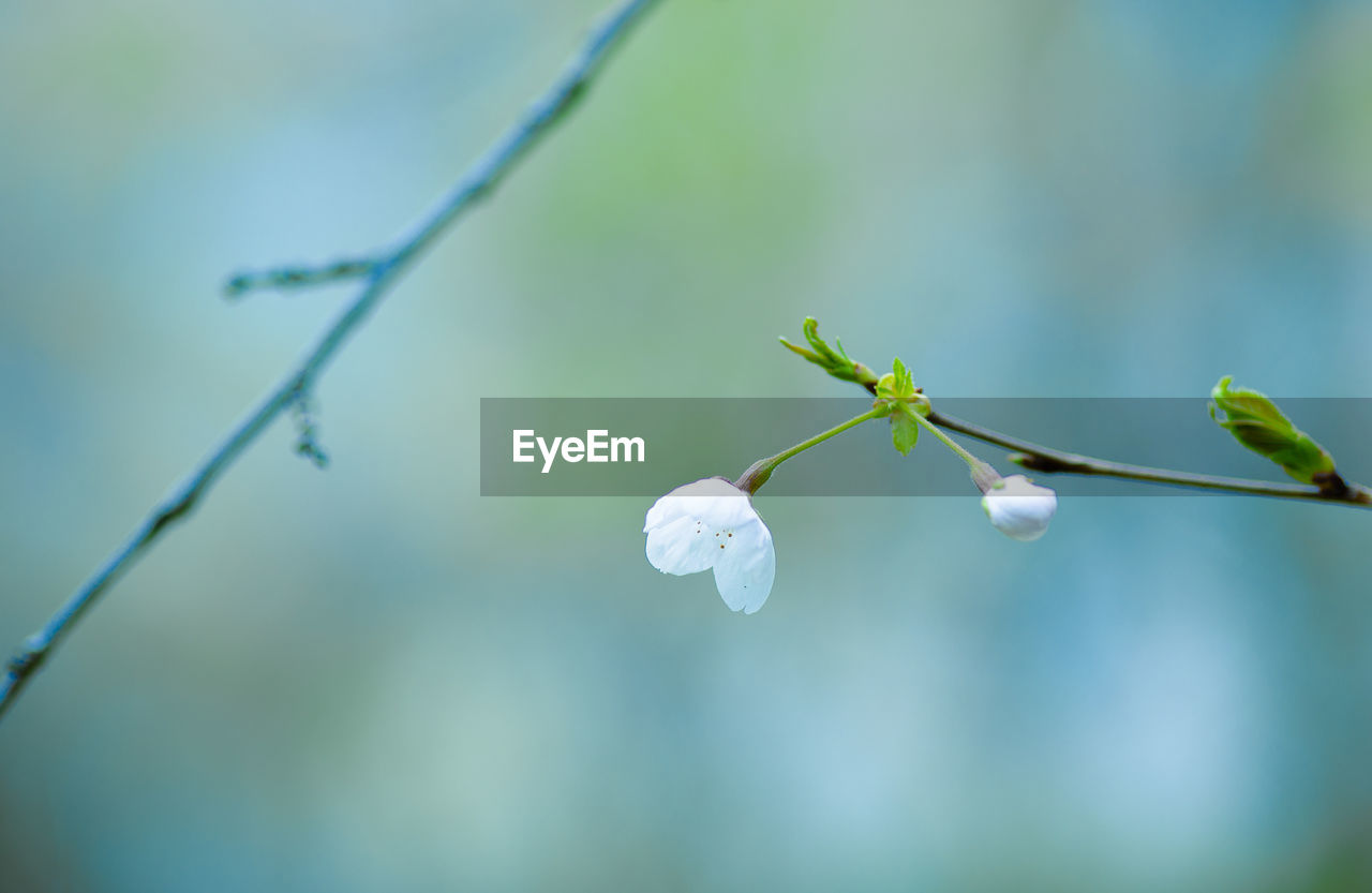 Close-up of white flowering plant