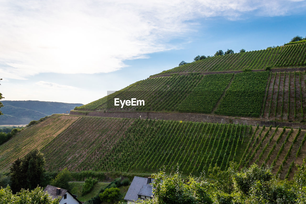 VINEYARD AGAINST SKY