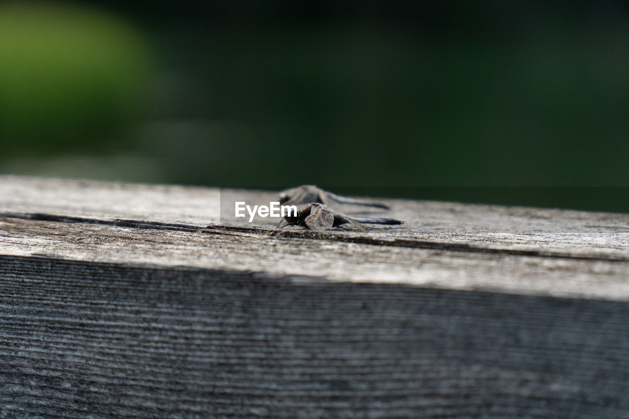 VIEW OF AN INSECT ON WOOD