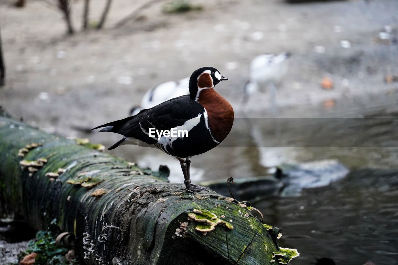 animal themes, bird, animal, animal wildlife, nature, wildlife, duck, water, one animal, water bird, beak, no people, ducks, geese and swans, day, focus on foreground, lake, perching, outdoors, poultry, full length