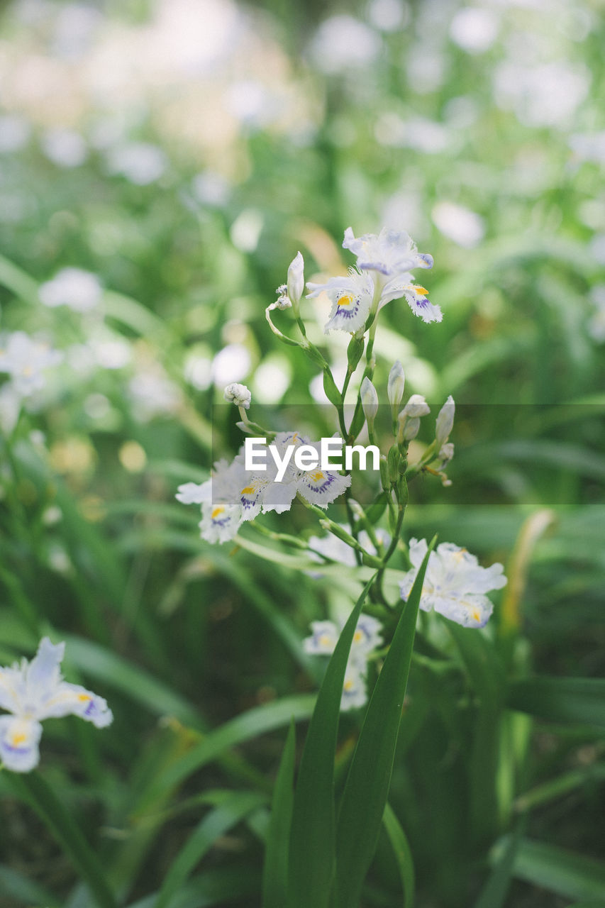 Close-up of flowers blooming outdoors