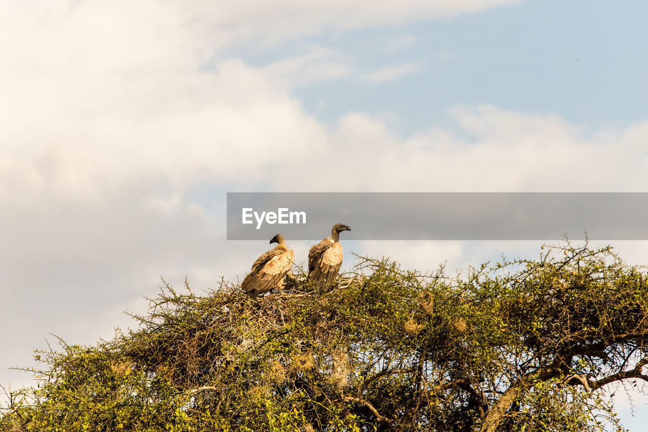 Low angle view of vultures perching on tree against sky