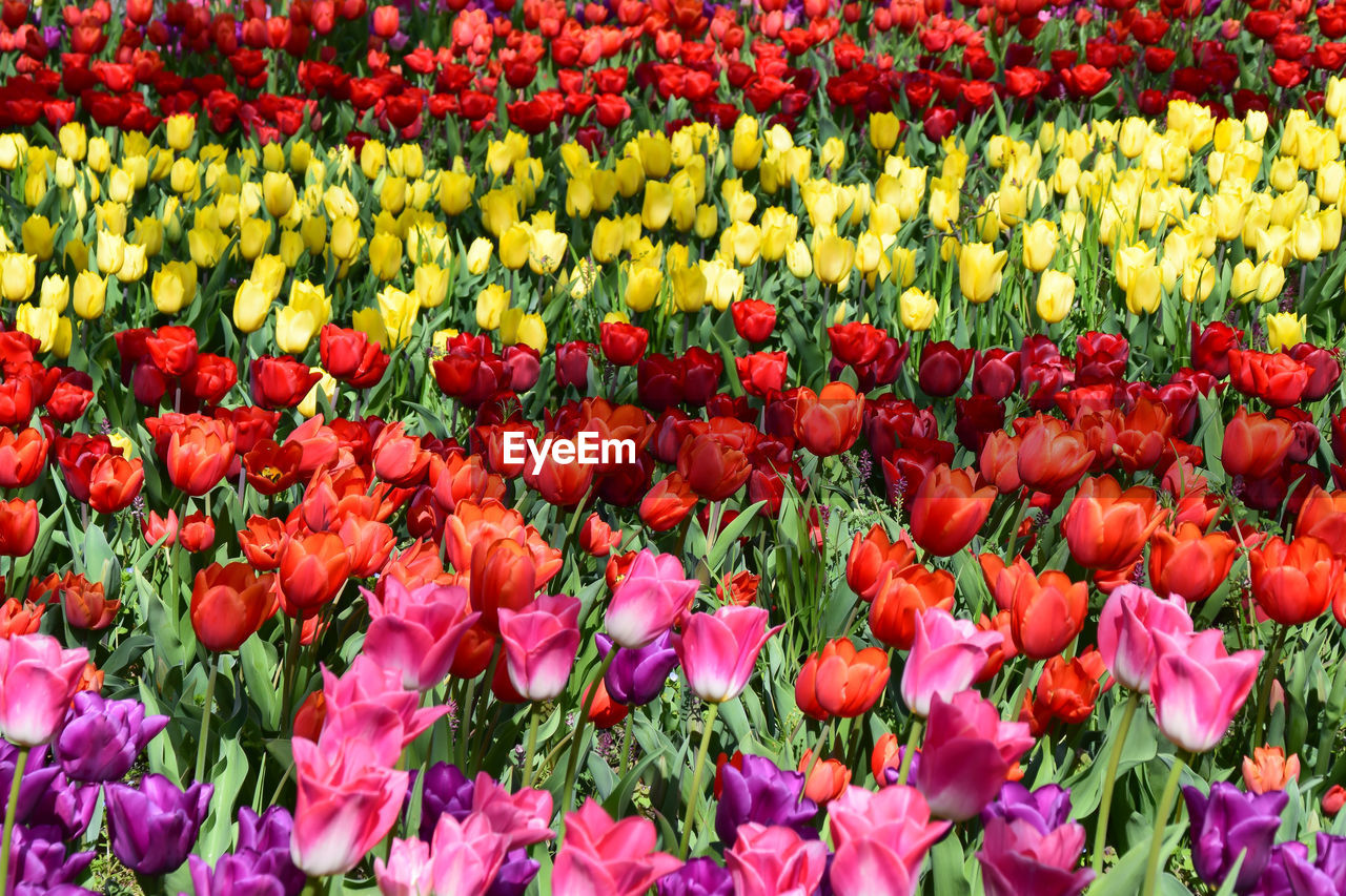 Full frame shot of colorful tulips flowers