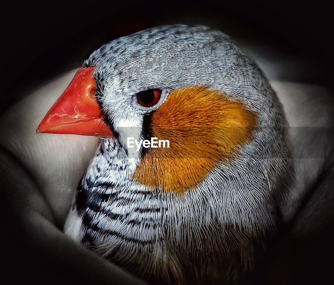 Cropped image of hand holding zebra finch