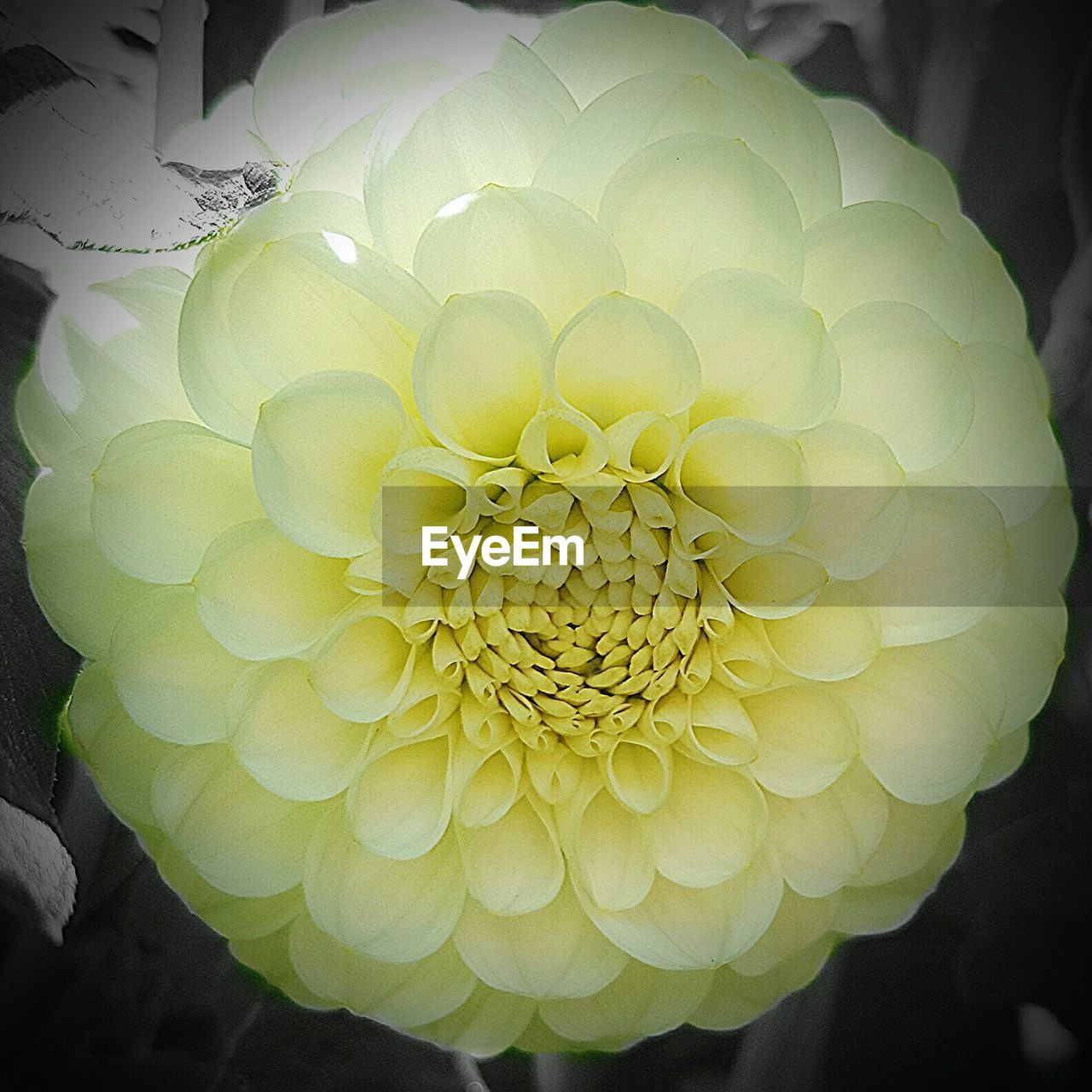 CLOSE-UP OF FLOWERS BLOOMING