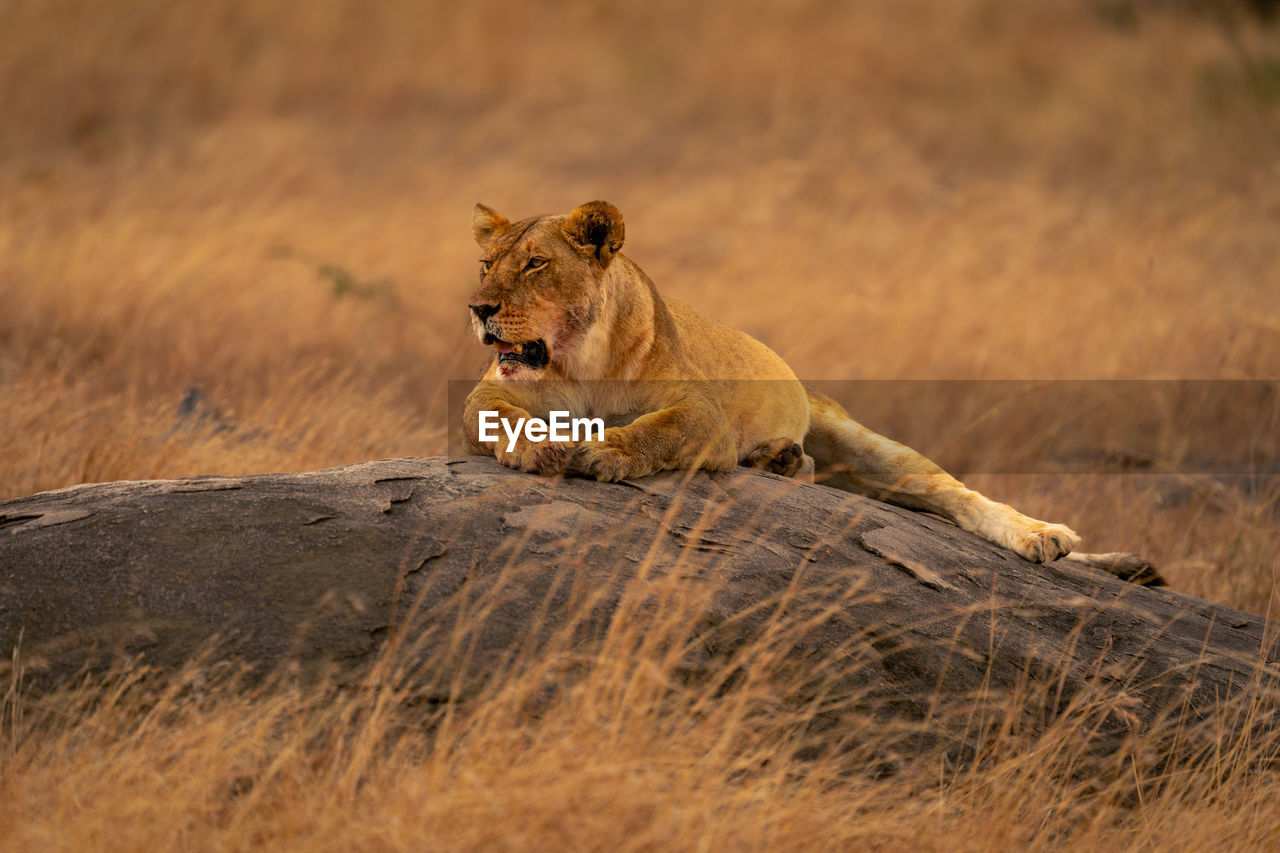 lioness looking away on rock