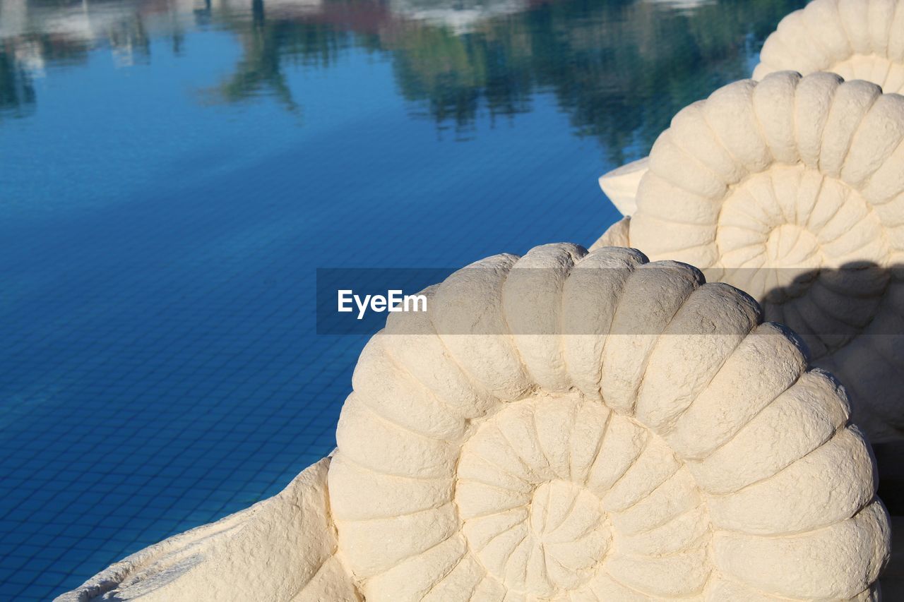 High angle view of seashell by water