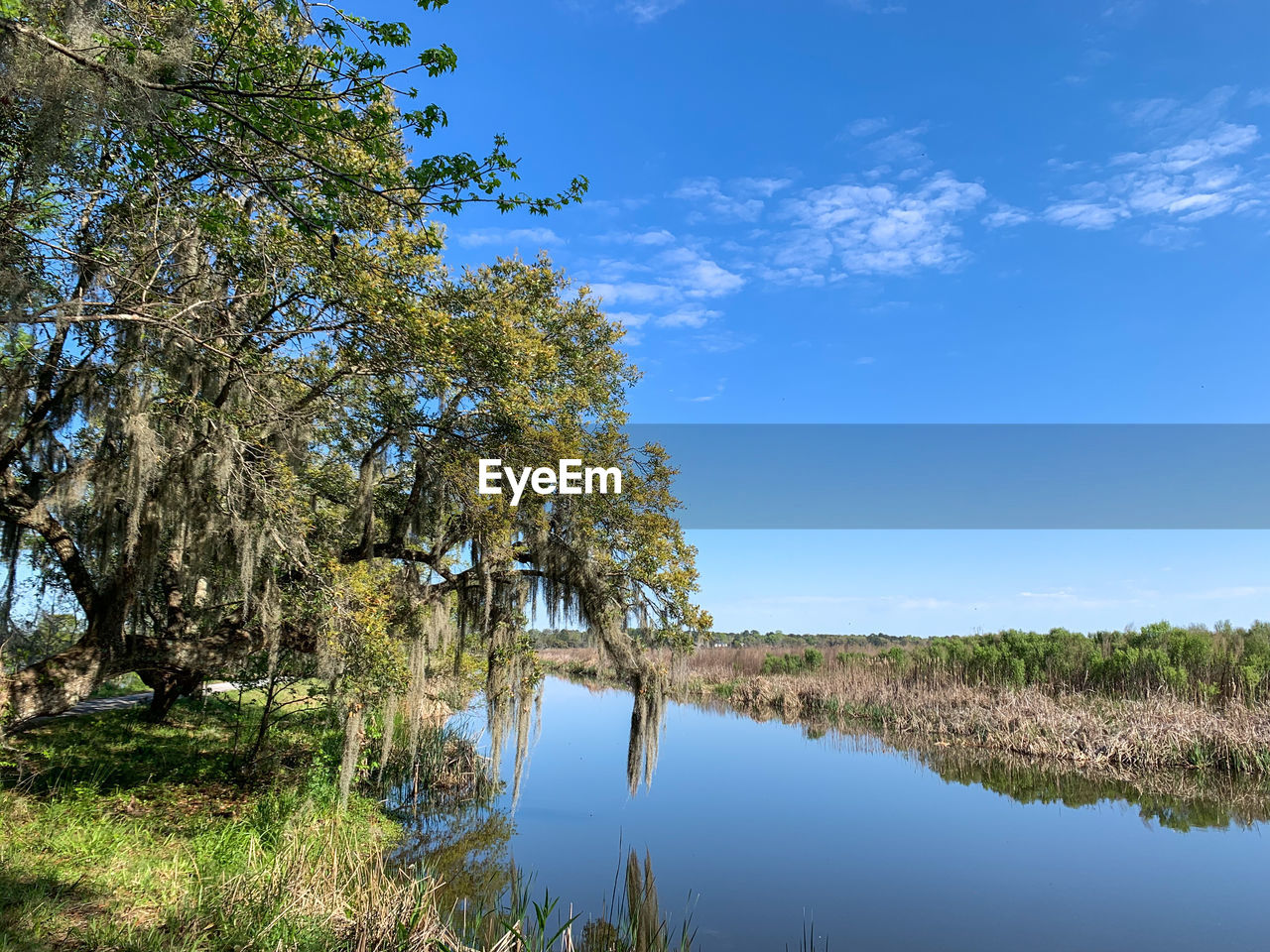 water, plant, tree, sky, nature, reflection, beauty in nature, scenics - nature, landscape, lake, environment, tranquility, blue, no people, tranquil scene, land, cloud, grass, non-urban scene, wilderness, natural environment, outdoors, travel destinations, day, travel, autumn, forest, tourism, leaf, clear sky, wetland, summer, green, body of water, idyllic, growth, rural scene, sunlight