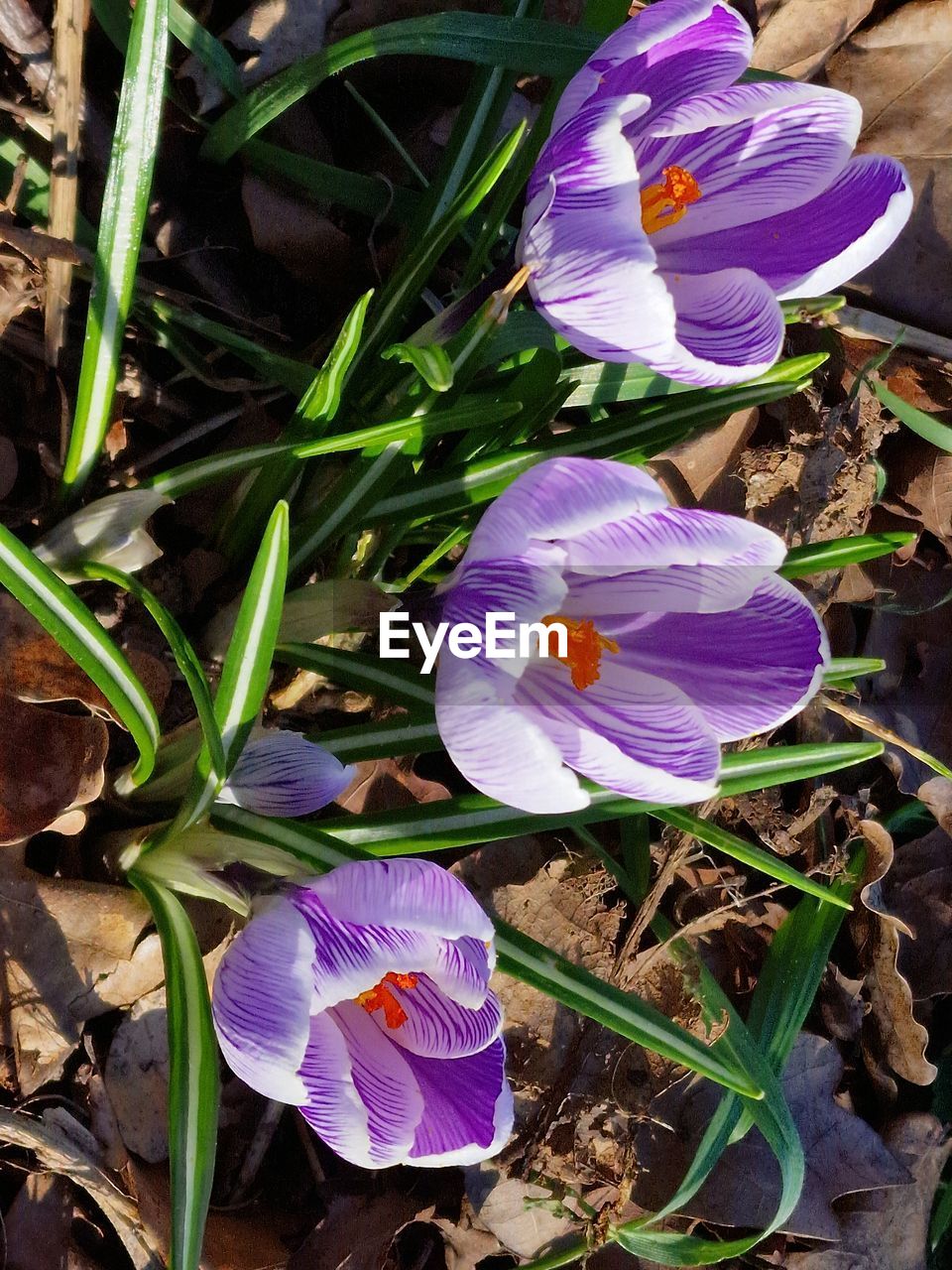 crocus, flower, flowering plant, plant, freshness, beauty in nature, iris, purple, petal, growth, fragility, nature, close-up, inflorescence, flower head, land, no people, leaf, plant part, day, field, high angle view, outdoors, springtime, botany