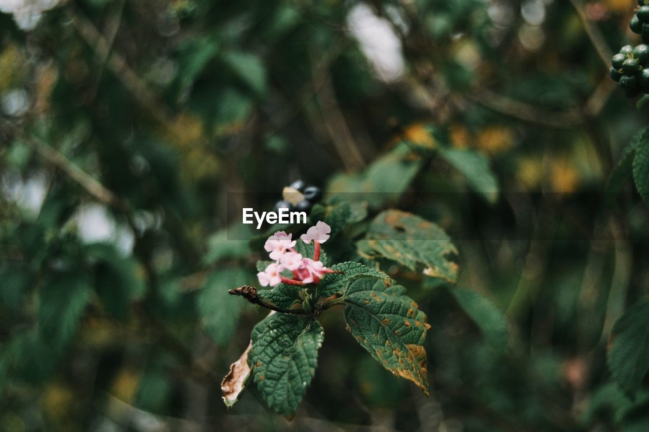 CLOSE-UP OF FRESH PINK FLOWERING PLANT