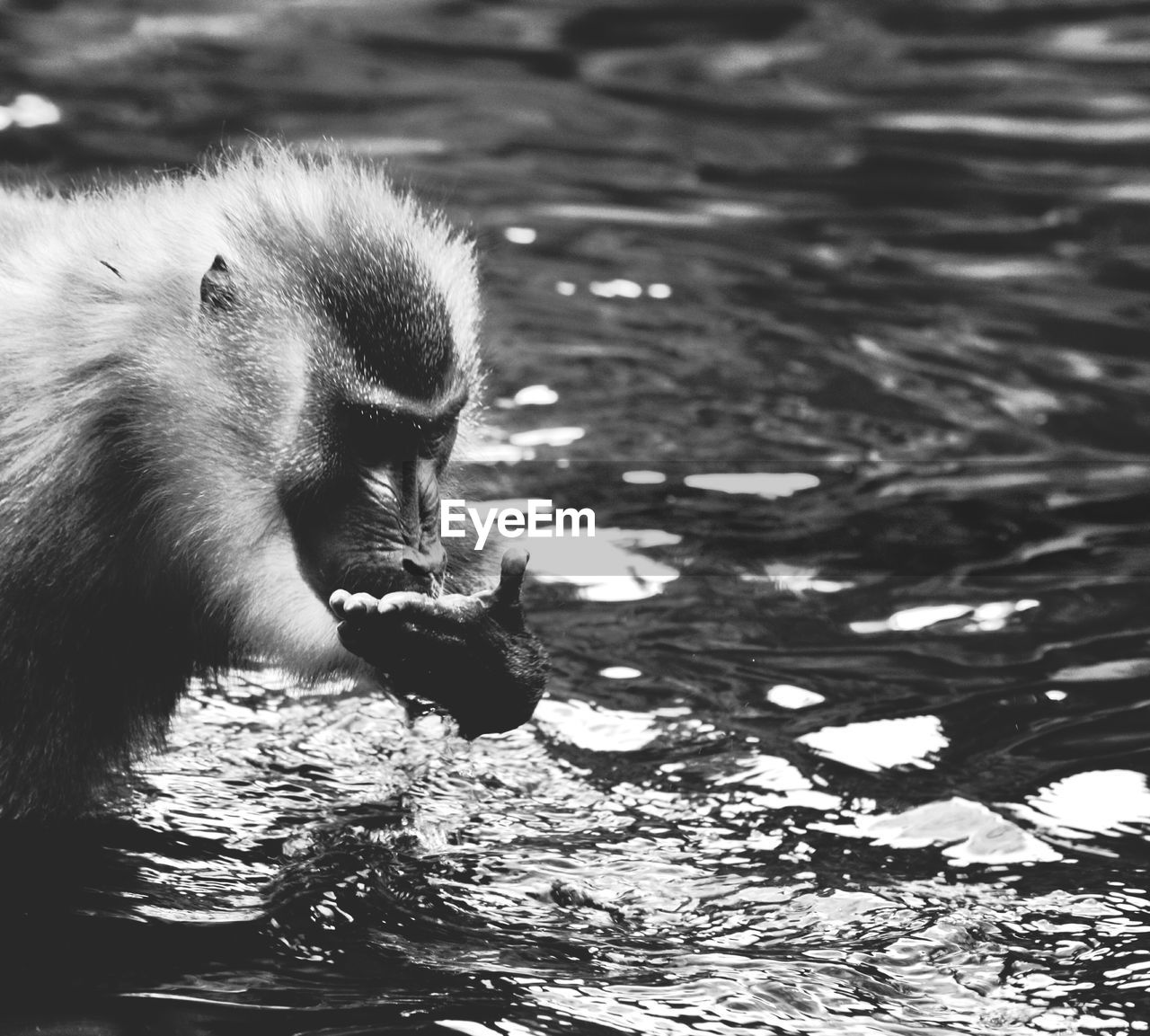 Close-up of monkey in lake