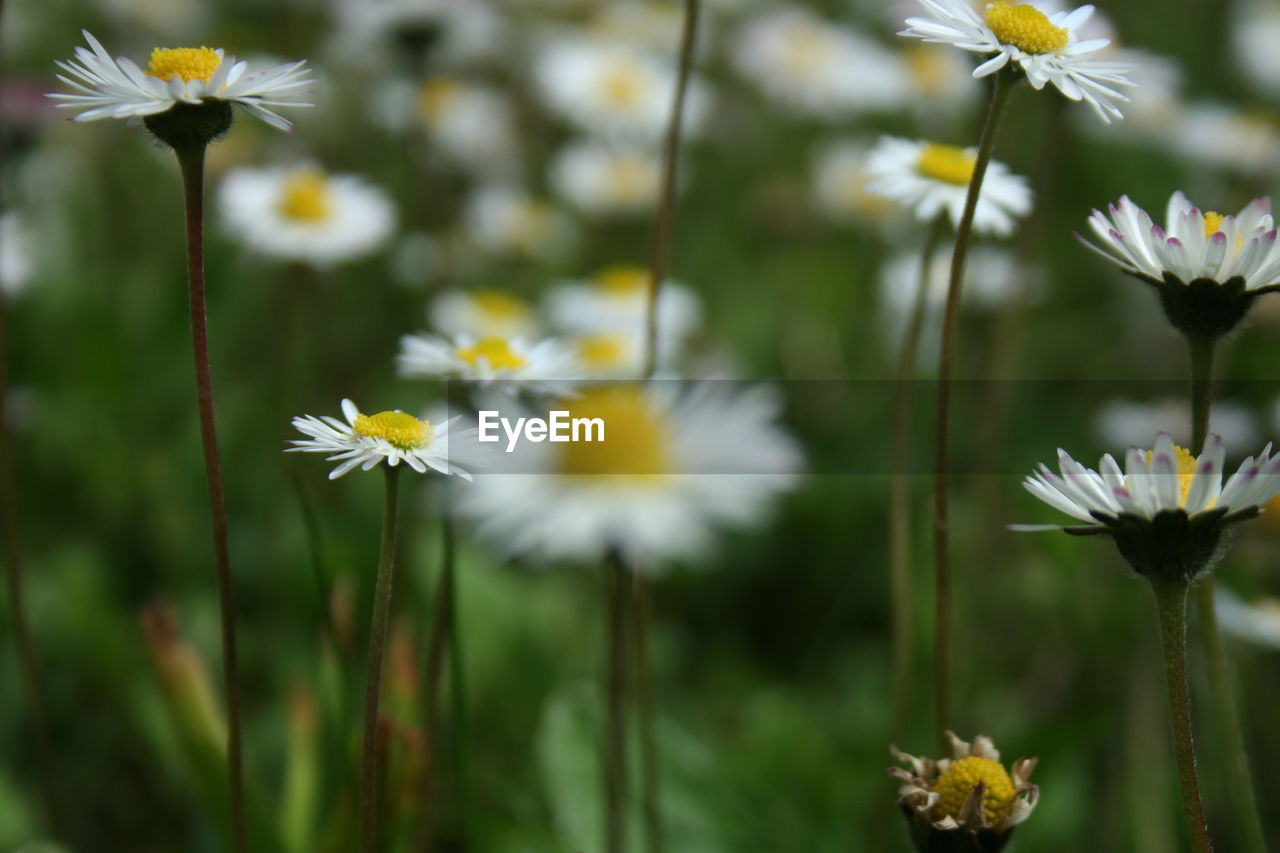 Close-up of white daisy flowers on field