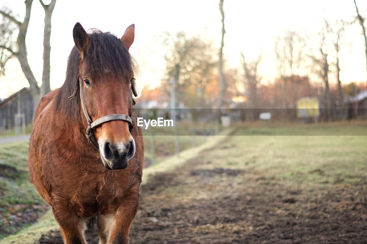 PORTRAIT OF HORSE STANDING ON FIELD AGAINST SKY