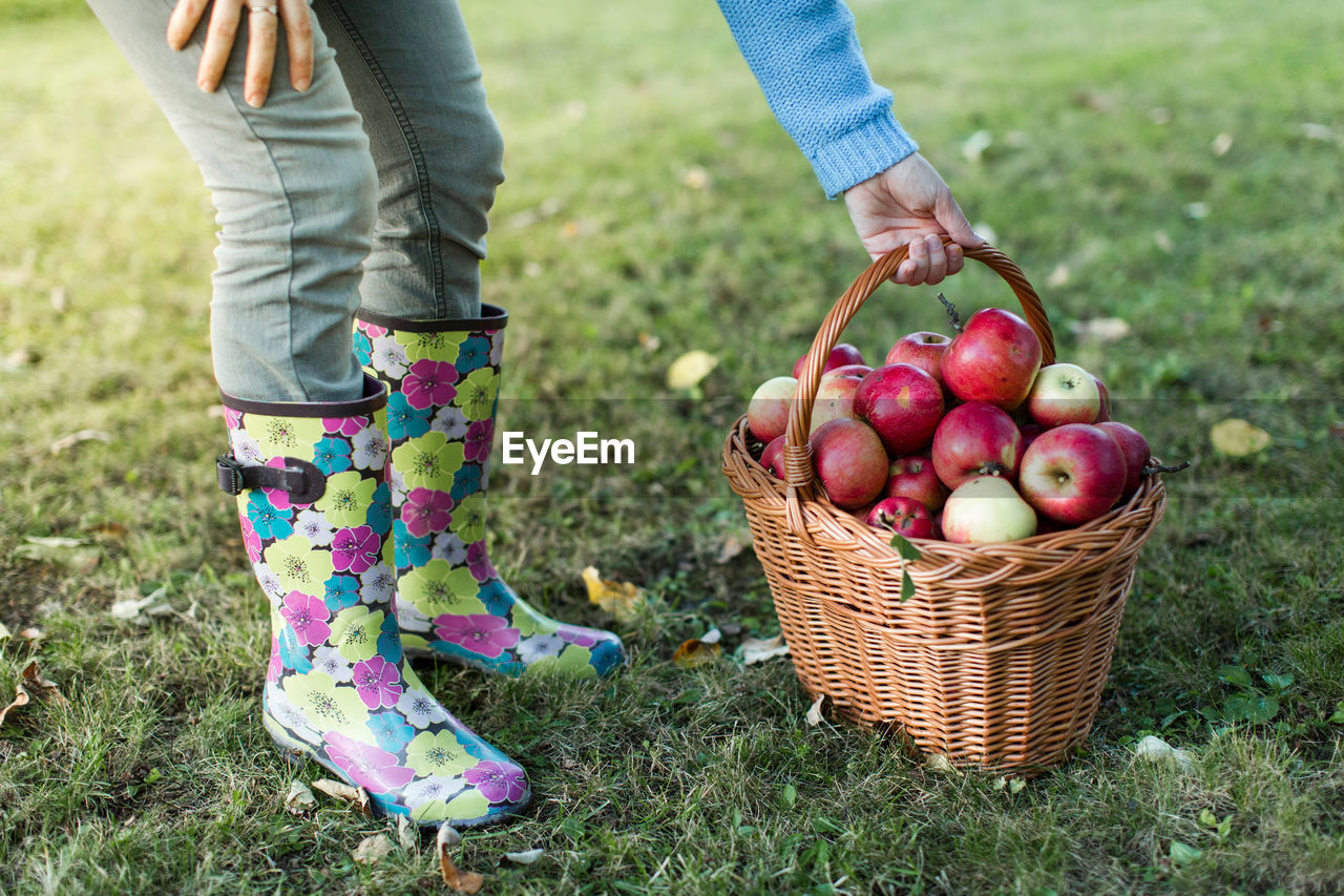 Low section of woman holding wicker basket with apples on grassy field