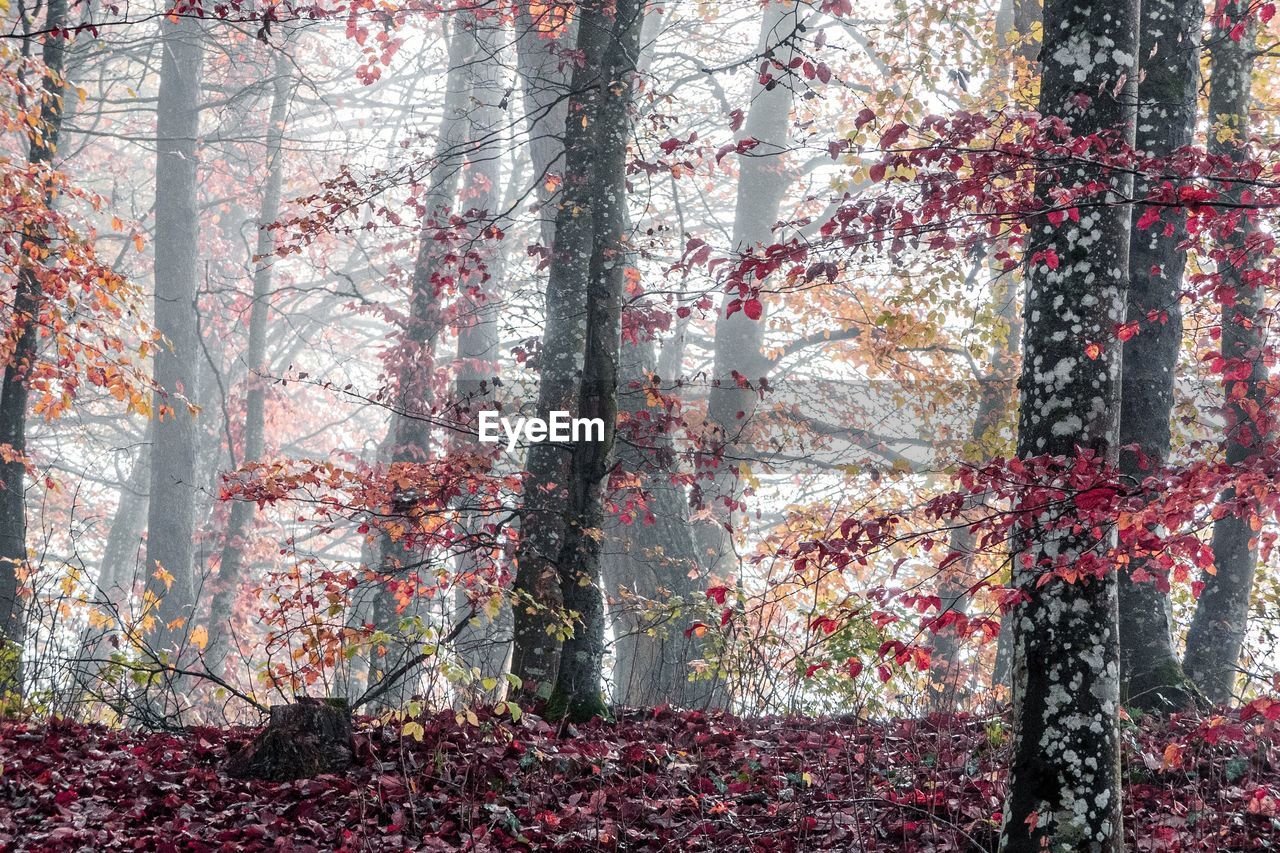 Trees in forest during autumn