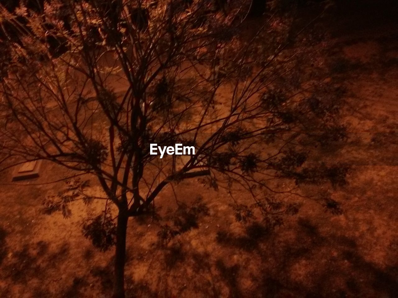 LOW ANGLE VIEW OF BARE TREES AT SUNSET