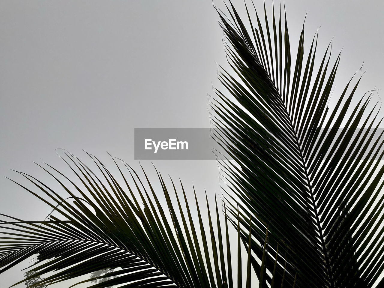 palm tree, palm leaf, leaf, tropical climate, plant part, plant, nature, tree, black and white, frond, no people, branch, growth, sky, line, close-up, monochrome, beauty in nature, monochrome photography, low angle view, outdoors, day, clear sky