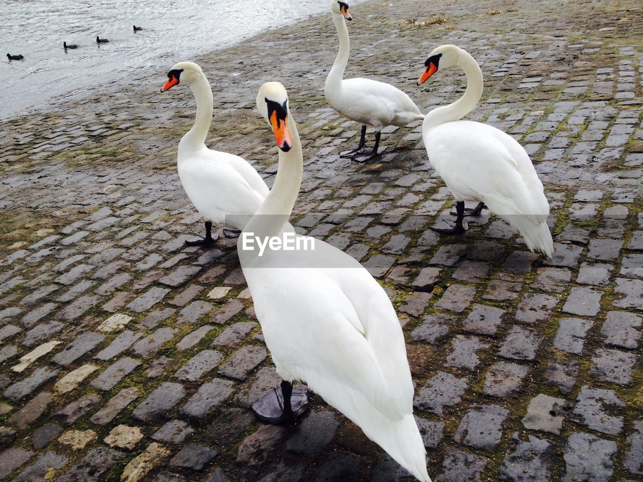 WHITE SWANS IN WATER