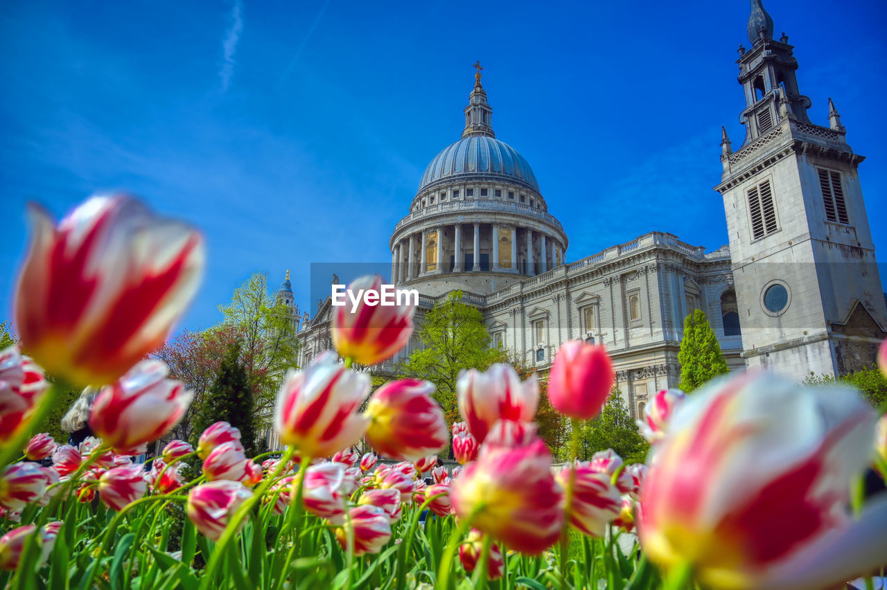 LOW ANGLE VIEW OF TULIPS AGAINST BUILDINGS AT SKY