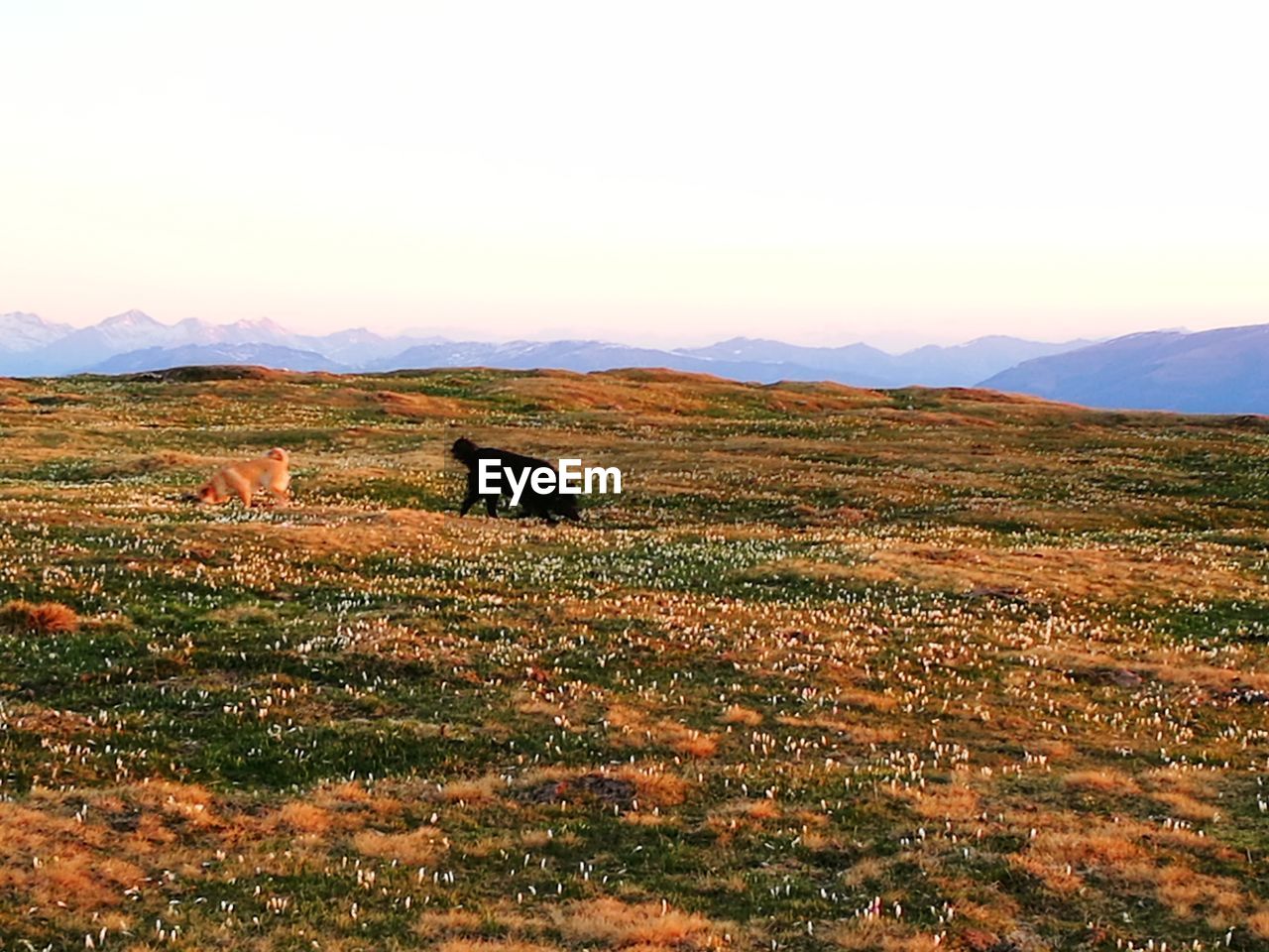 HORSE GRAZING IN FIELD