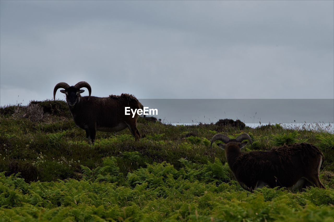 HORSES IN THE FIELD