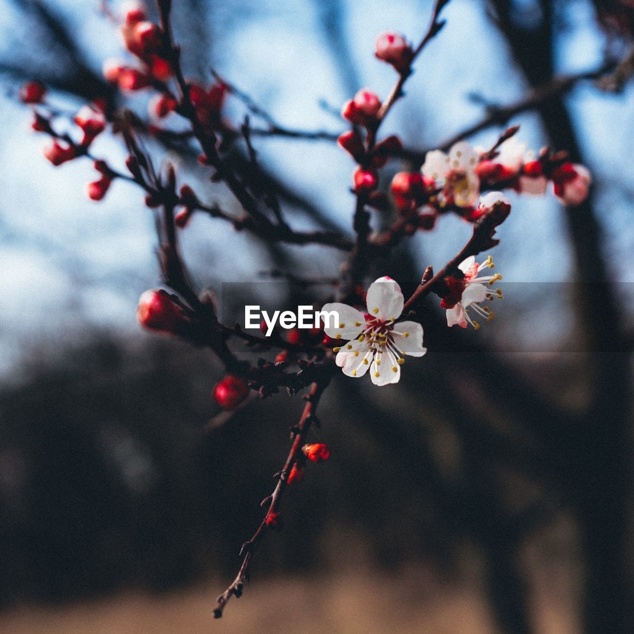 Close-up of cherry blossoms in spring