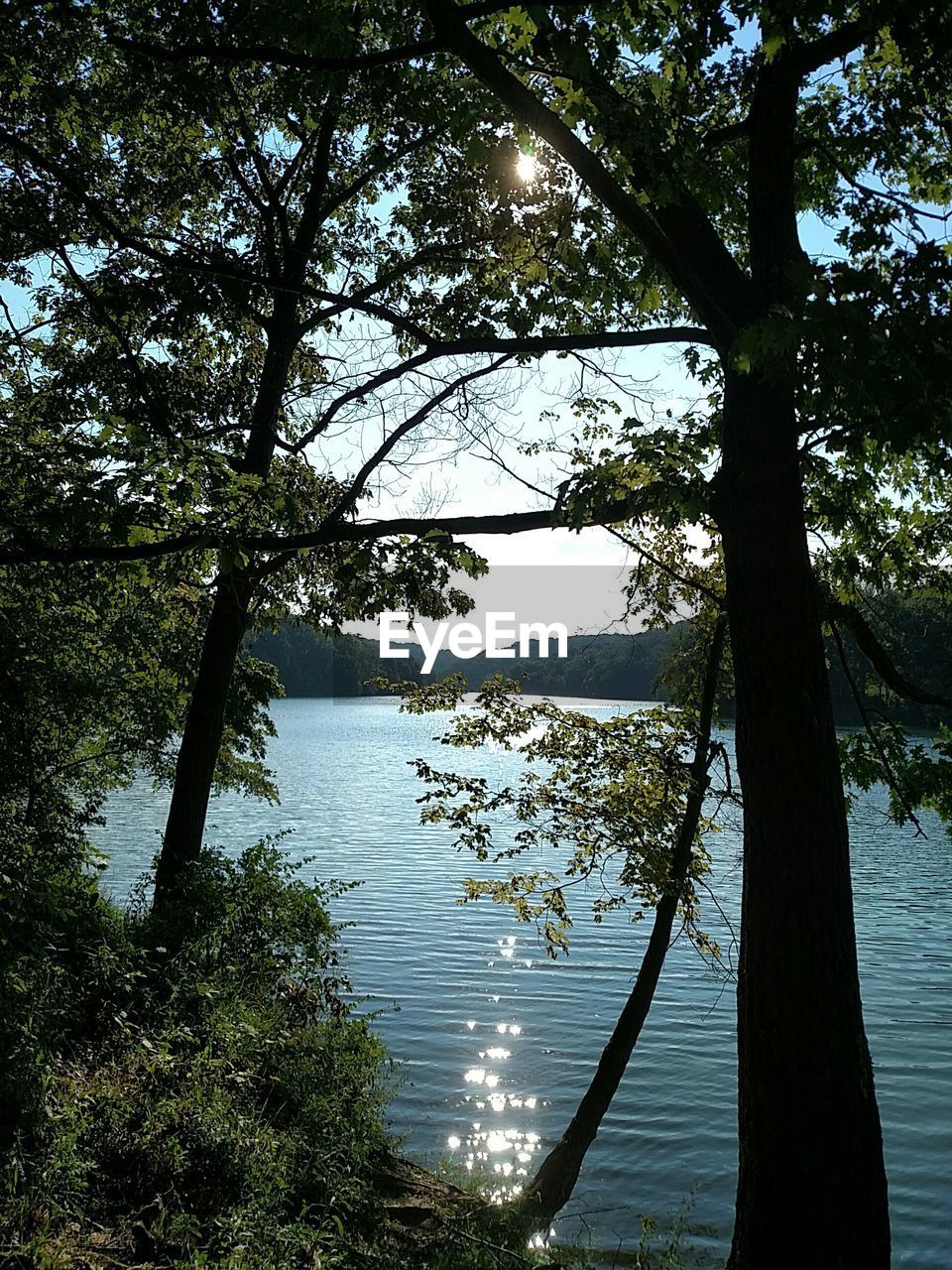 SCENIC VIEW OF SEA WITH TREES IN BACKGROUND