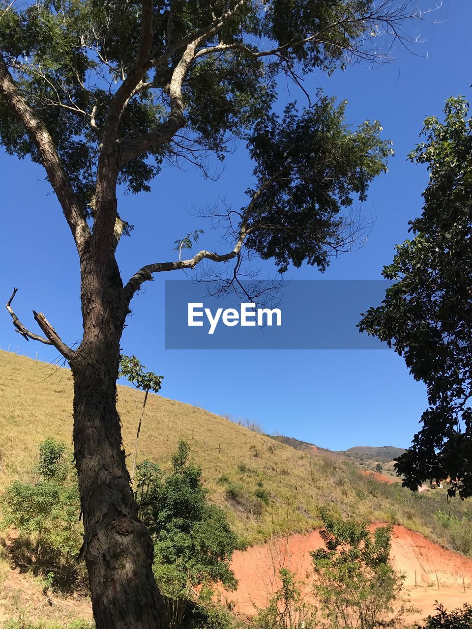 TREES ON LANDSCAPE AGAINST CLEAR SKY