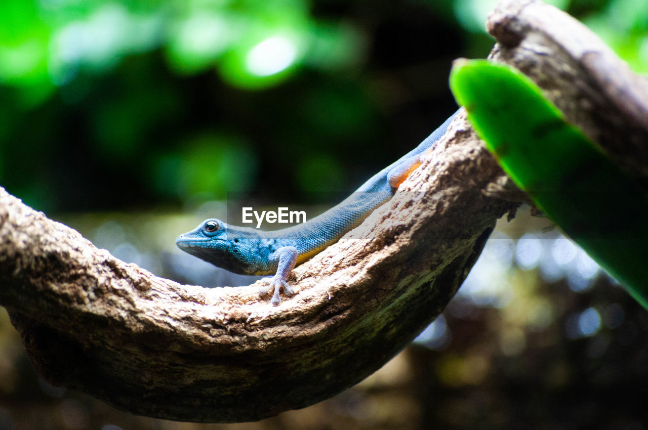 Close-up of lizard on tree