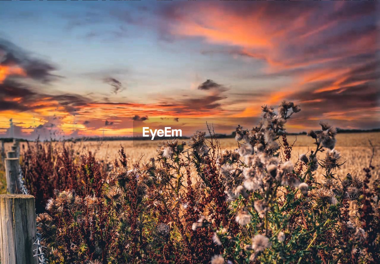 Plants growing on field against sky during sunset