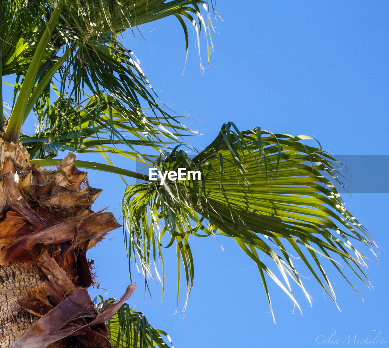 tree, plant, palm tree, nature, sky, leaf, tropical climate, blue, tropics, palm leaf, branch, clear sky, low angle view, flower, no people, plant part, growth, beauty in nature, green, outdoors, sunlight, coconut palm tree, day, jungle, sunny, tropical tree, environment, tranquility