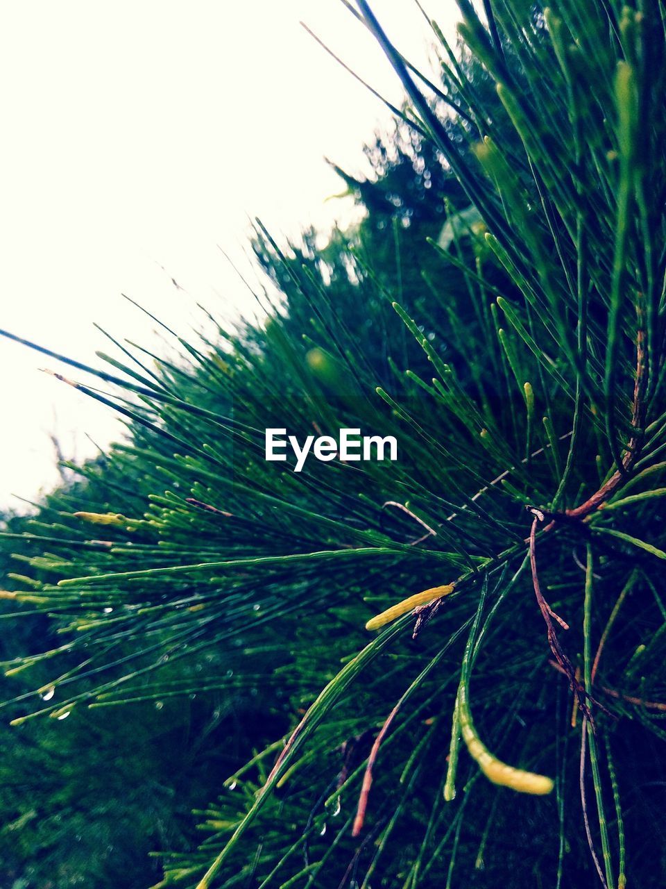 CLOSE-UP OF FRESH GREEN PLANT AGAINST BLURRED BACKGROUND