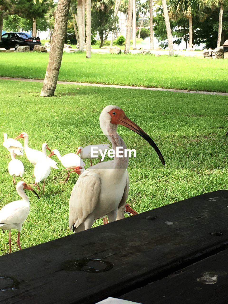 SWANS ON GRASS