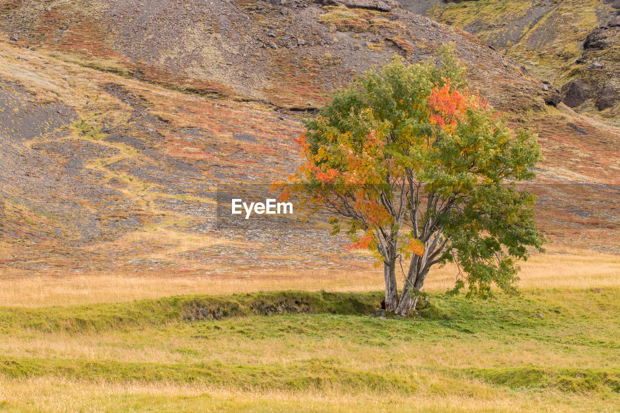 View of trees in field