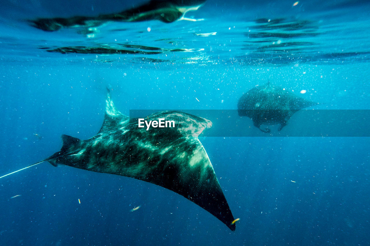 Sting ray swimming in sea