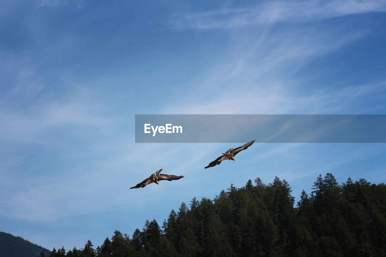 Birds flying in sky by trees