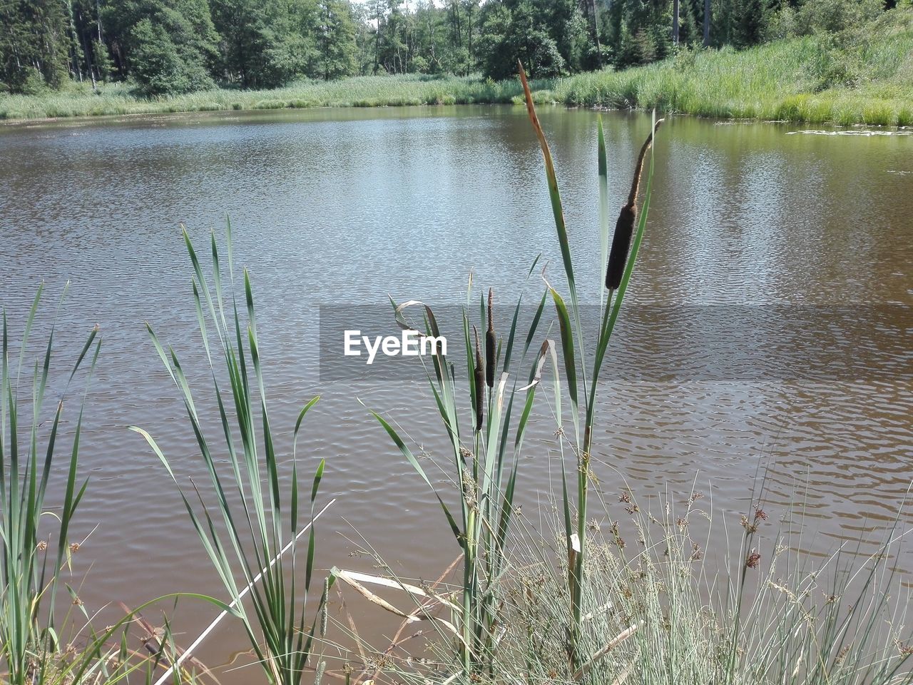 SCENIC VIEW OF LAKE WITH TREES IN FOREGROUND