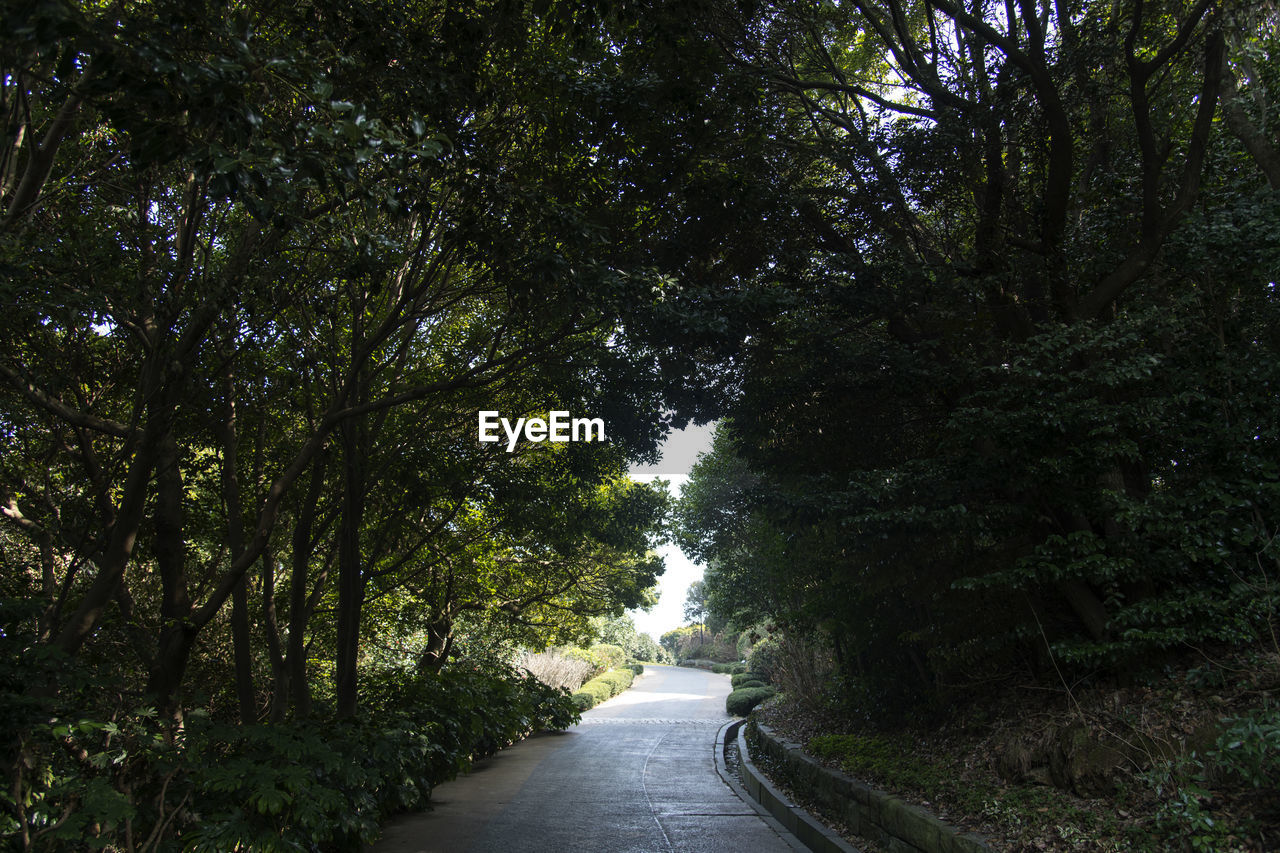 Empty road amidst trees in forest