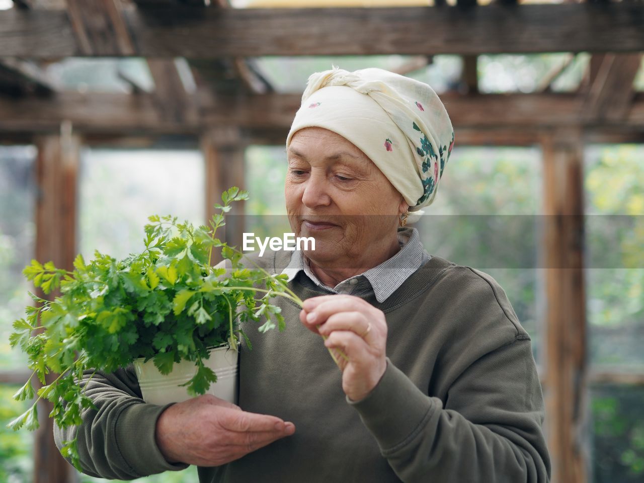 An elderly woman in a rustic headscarf holds a bunch of early healthy cilantro herb grown 