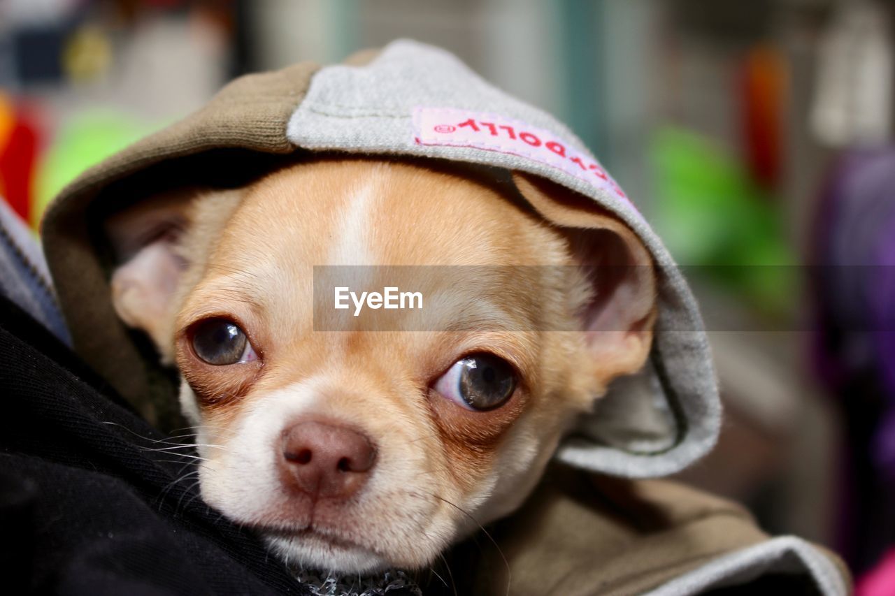 Close-up portrait of a dog