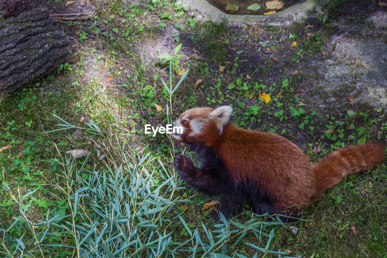 animal, animal themes, mammal, one animal, animal wildlife, plant, grass, wildlife, high angle view, no people, nature, red panda, day, land, field, outdoors, rodent, zoo, brown, carnivore