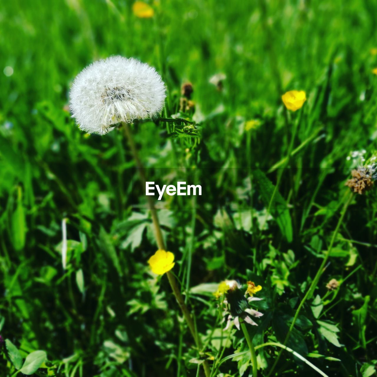 CLOSE-UP OF DANDELION BLOOMING IN PARK