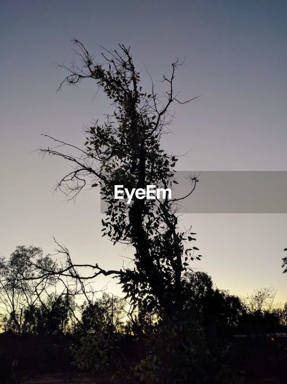 SILHOUETTE OF TREE AT SUNSET