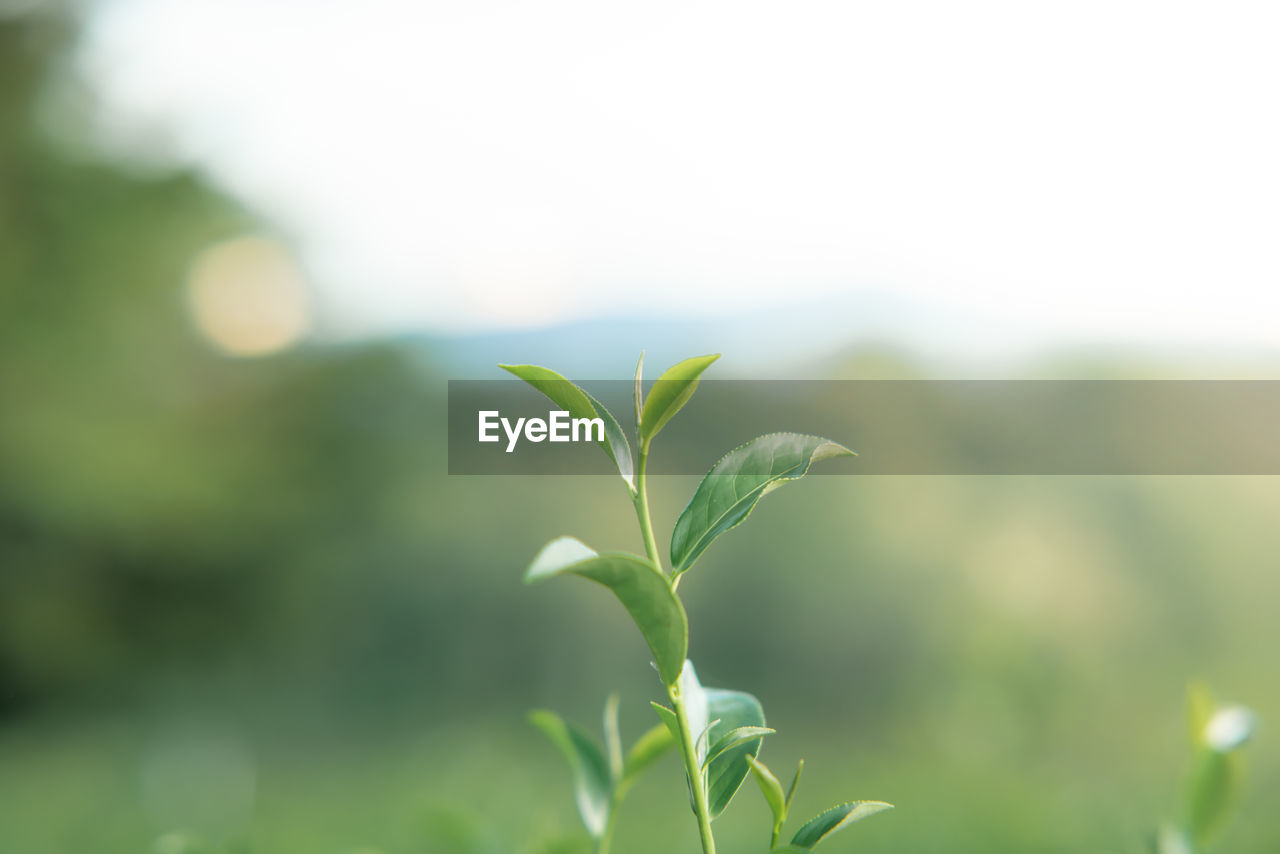 green, plant, grass, plant part, leaf, nature, growth, beauty in nature, environment, sky, sunlight, flower, no people, field, close-up, branch, freshness, agriculture, landscape, copy space, outdoors, land, focus on foreground, summer, meadow, environmental conservation, macro photography, grassland, tree, day, selective focus, food, crop, beginnings, rural scene, lawn, defocused, food and drink, springtime, social issues, tranquility